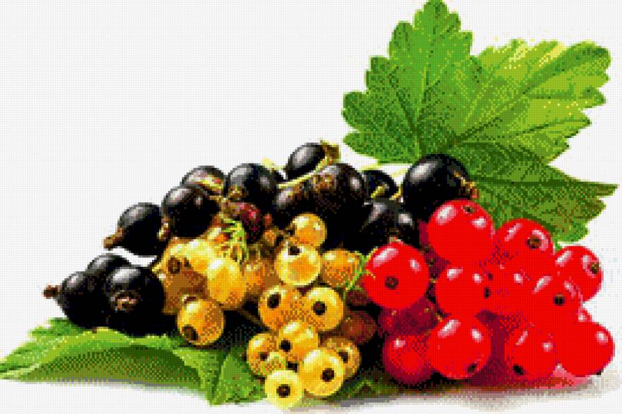смородина - ягода - предпросмотр