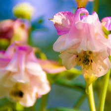 Схема вышивки «Нежные цветы»