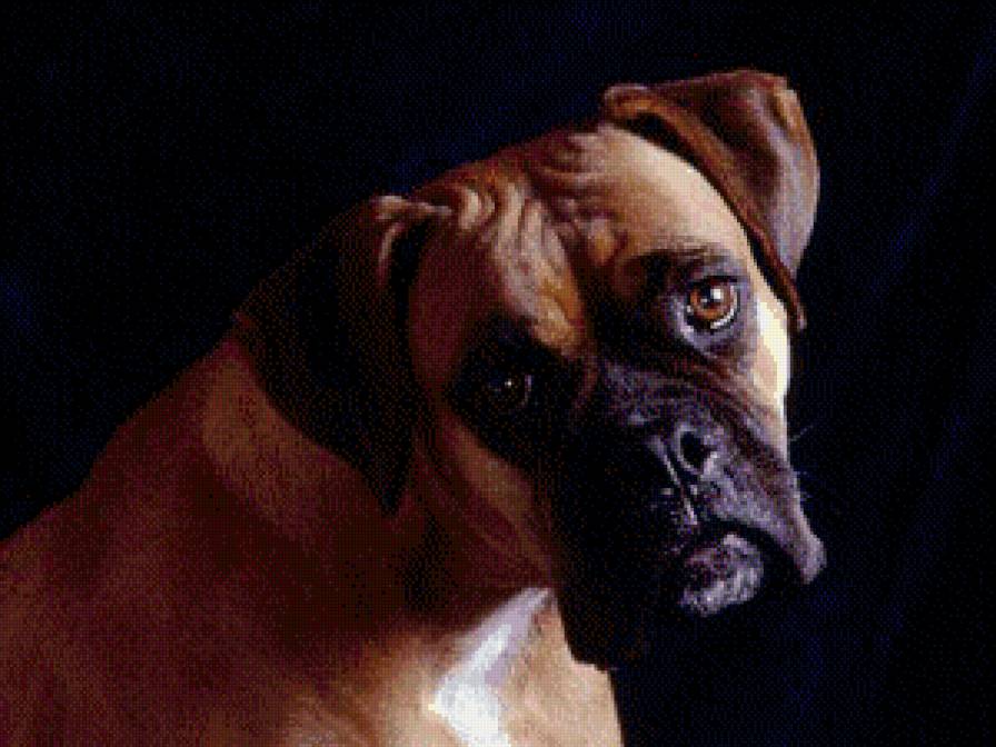 Боксер) - предпросмотр