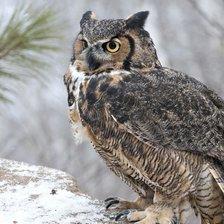 Схема вышивки «Сова»