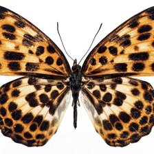 Схема вышивки «№1106134»