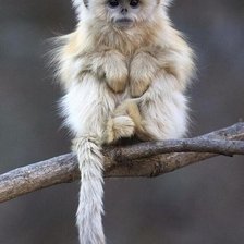 Схема вышивки «обезьяна»