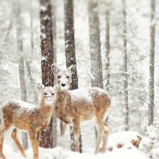 Схема вышивки «mshveli»