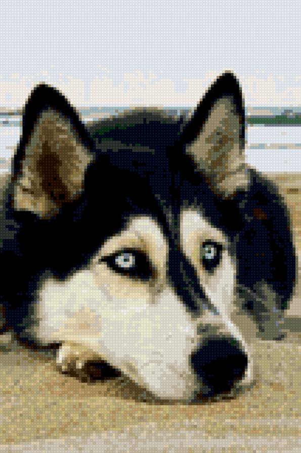 хаски - предпросмотр