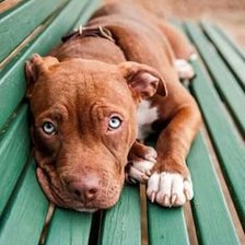 Схема вышивки «собака»