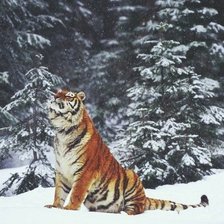 Схема вышивки «№1106551»