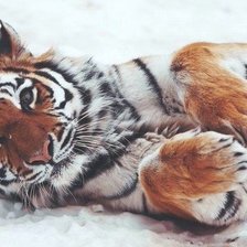 Схема вышивки «№1106553»