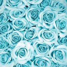 Схема вышивки «розы»