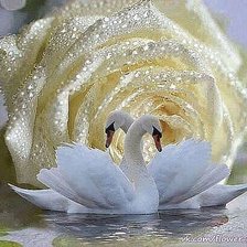 Схема вышивки «любовь»