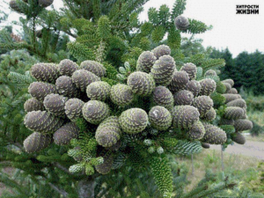 шишка ели - лес - предпросмотр