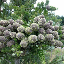 Схема вышивки «шишка ели»