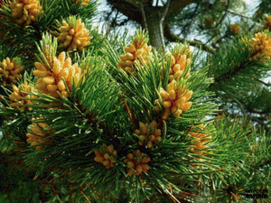 шишки ели - лес, сосны - предпросмотр