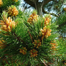 Схема вышивки «шишки ели»
