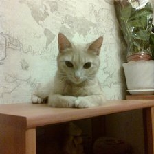 Схема вышивки «Abby»