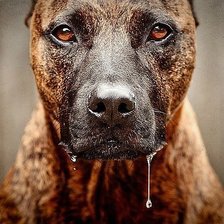 Схема вышивки «американский питбультерьер»