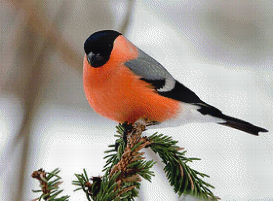№1107433 - птицы, животные, зима, снегирь - предпросмотр