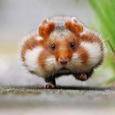 Схема вышивки «№1107460»