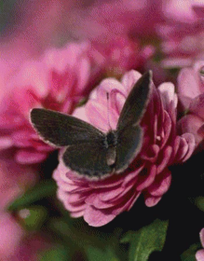 №1107473 - бабочка, цветы, розовые цветы, бабочка в цветах - предпросмотр