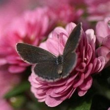 Схема вышивки «№1107473»