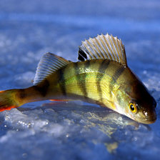 Схема вышивки «Окунь»