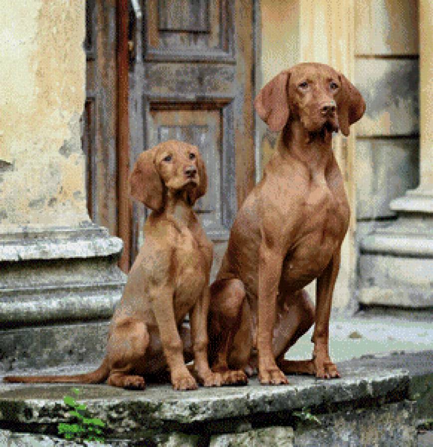 Выжлы Хонда и Тесла - #венгерскаялегавая, #охотники, #собаки, #выжла, #легавые - предпросмотр