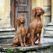 Схема вышивки «Выжлы Хонда и Тесла»