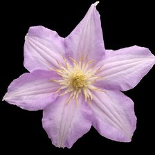 Схема вышивки «ццвет»