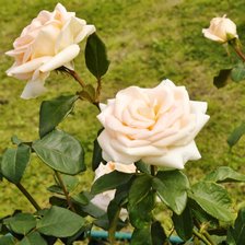 Схема вышивки «розы»