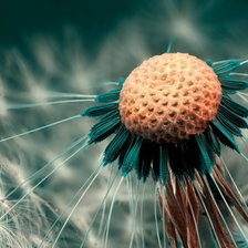 Схема вышивки «diente leon»