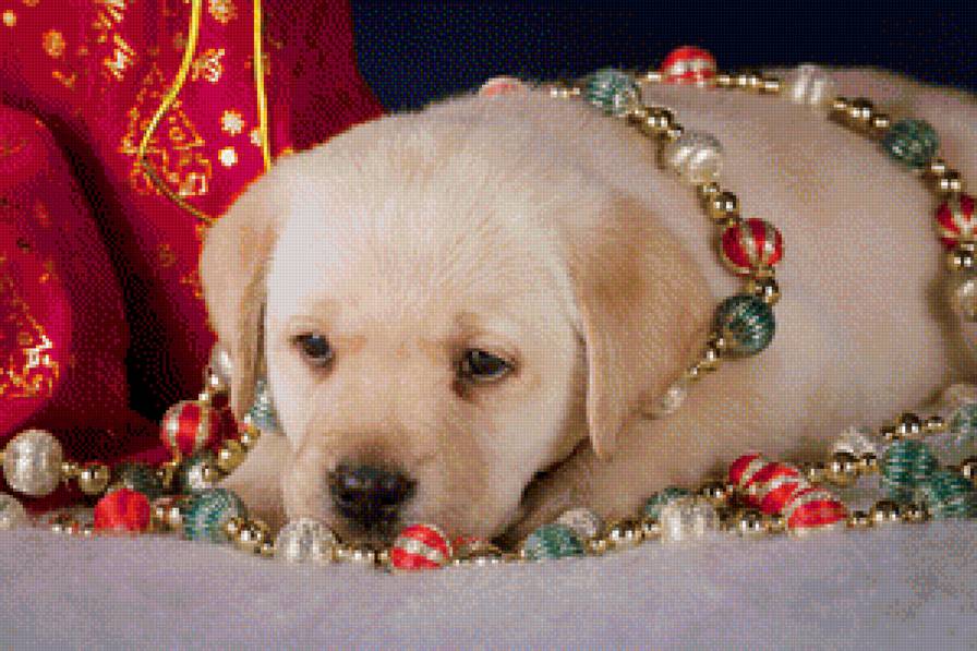 Василиса - собаки - предпросмотр