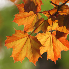 Схема вышивки «осень»