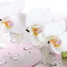 Схема вышивки «орхидея2»