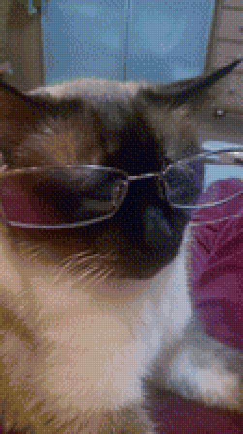 Кот Тимофей - предпросмотр