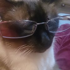 Кот Тимофей