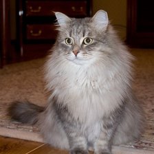 Схема вышивки «кошечка»