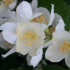 Схема вышивки «яблоня в цвету»