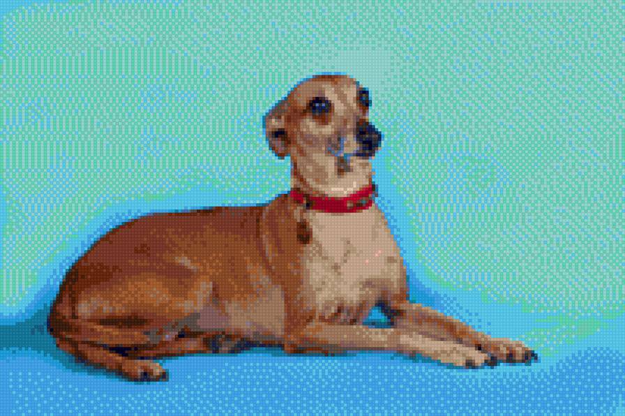 Дуся - дуся, левретка, собака - предпросмотр