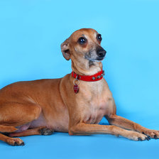 Схема вышивки «Дуся»