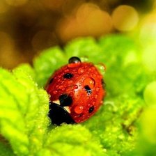 Схема вышивки «№1109093»