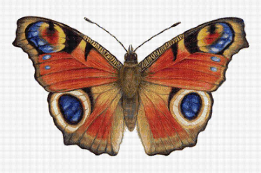 бабочка - бабочка, butterfly, насекомые - предпросмотр