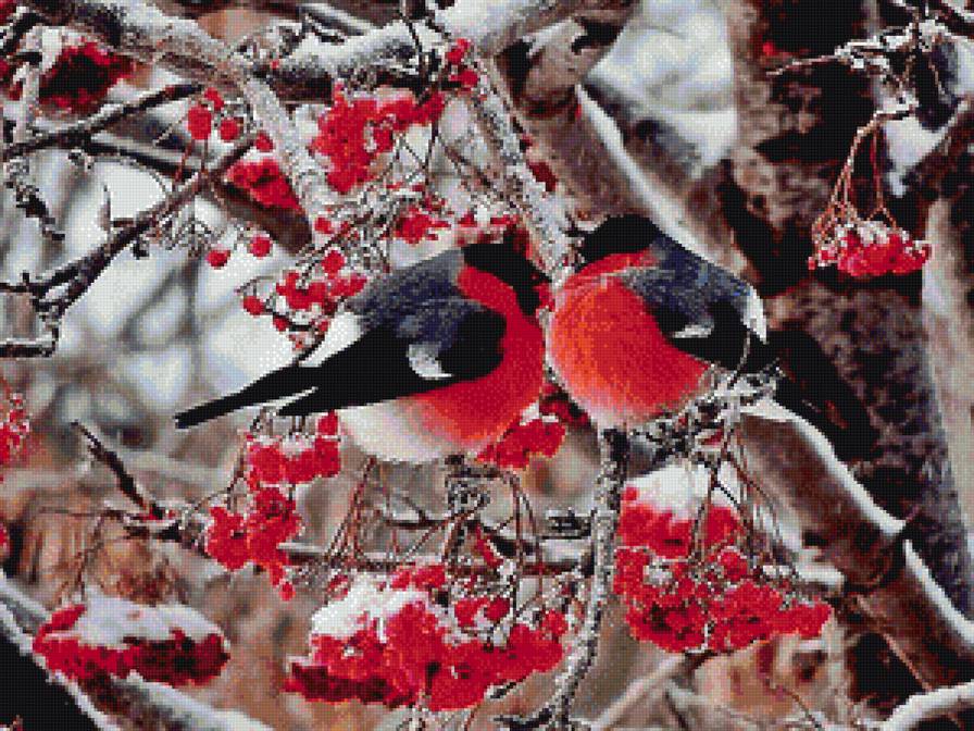 снегири - зима, снегирь, птицы, рябина - предпросмотр
