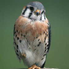 Схема вышивки «хищная птица на ветке»