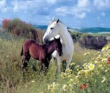 Схема вышивки «лошади»