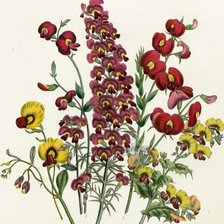 Схема вышивки «Полевые цветы»