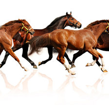 Схема вышивки «Бегущий табун»