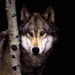 Схема вышивки «№1109672»