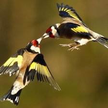 Схема вышивки «поцелуй»