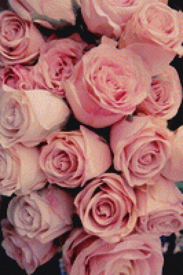 розы - букет, красивый букет, цветы, розы, нежные цветы - предпросмотр