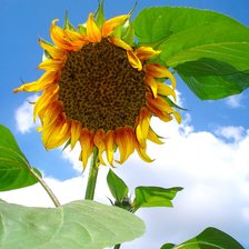 Схема вышивки «Подсолнышко.»