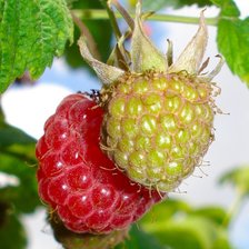 Схема вышивки «Малинка.»